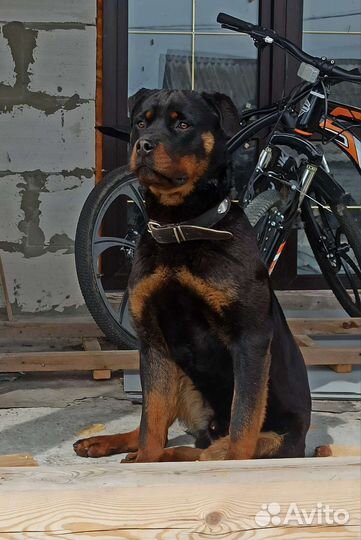 Вязка ротвейлера