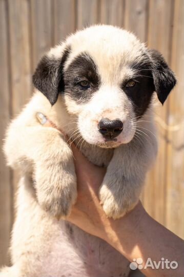 Щенки в беде в добрые руки