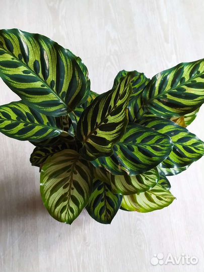 Калатея Макоя