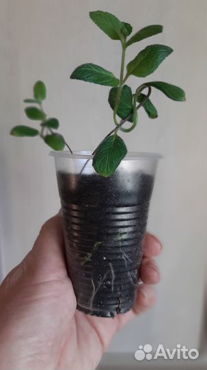 Мята перечная