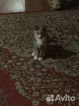 Котенок кошечка в добрые руки