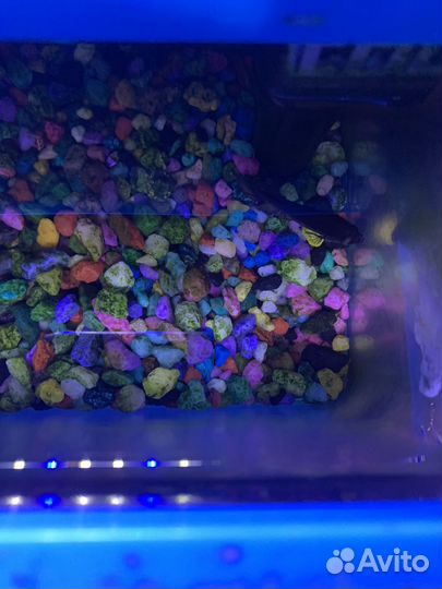 Аквариум с рыбками