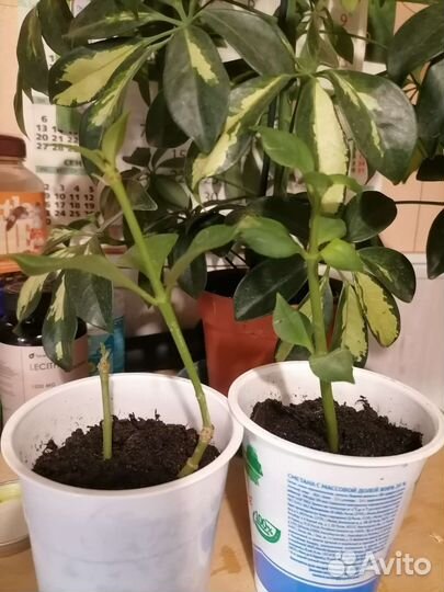 Эсхинантус (жар птица)