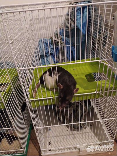 Крысы мальчики 4 мес