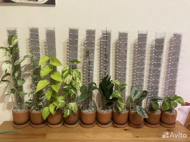 Сциндапсусы и эпипремнумы