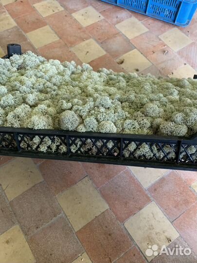 Мох ягель для стабилизации сырье