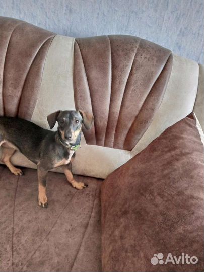 Мини той терьер помесь