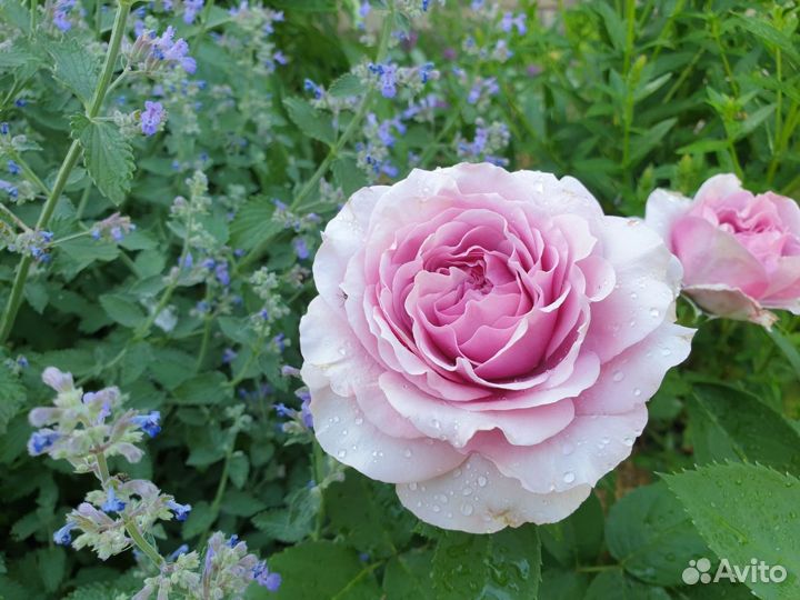 Котовник фассена Dropmore