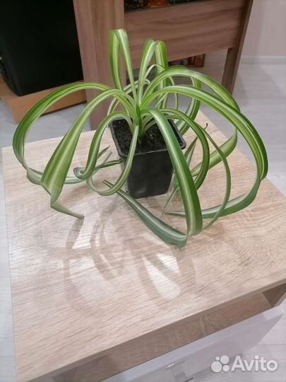 Хлорофитум кудрявый Бони