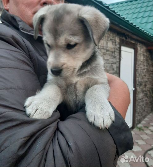 Щенок лабрадора