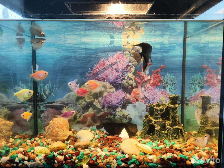 Аквариум с рыбками