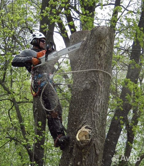 Спил деревьев