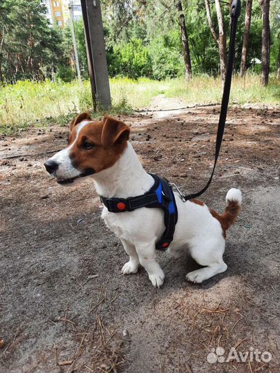 Вязка джек рассел терьер