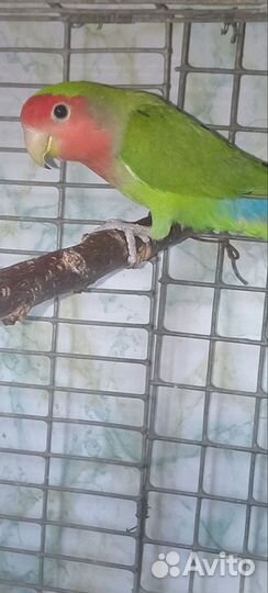 Неразлучник