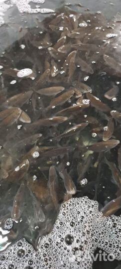 Живец для рыбалки