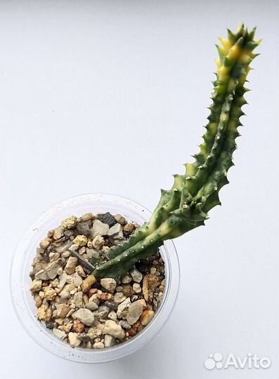 Кактусы и суккуленты