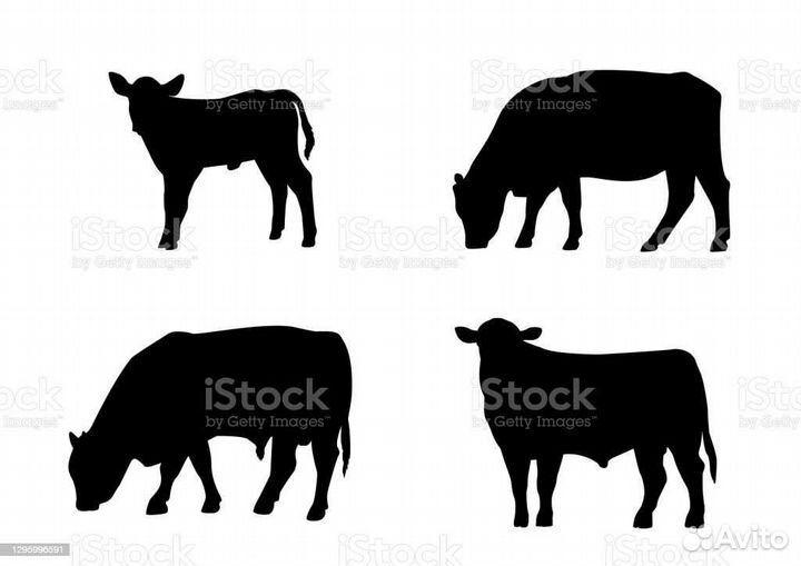 Телята бычки