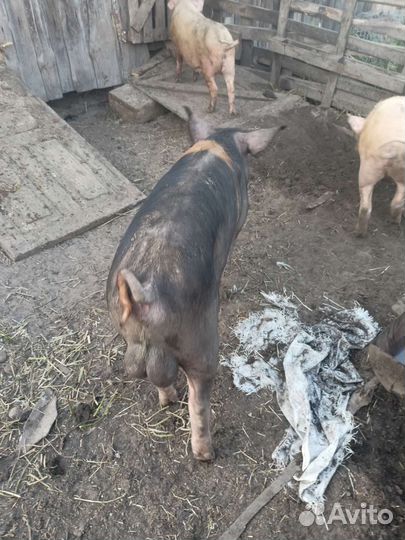 Хряк дюрок окажет услугу