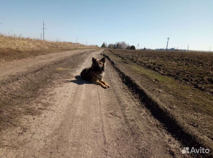 Собака в добрые руки