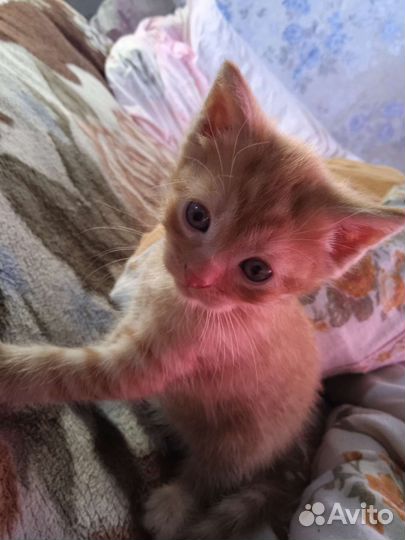 Рыжие котята 1 месяц