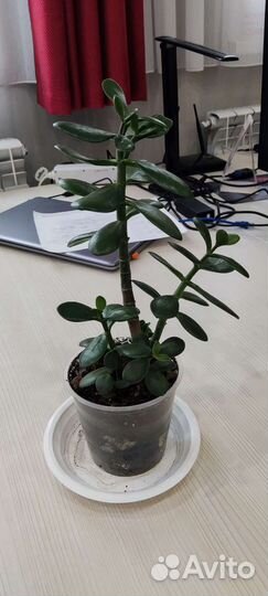 Денежное дерево (толстянка)