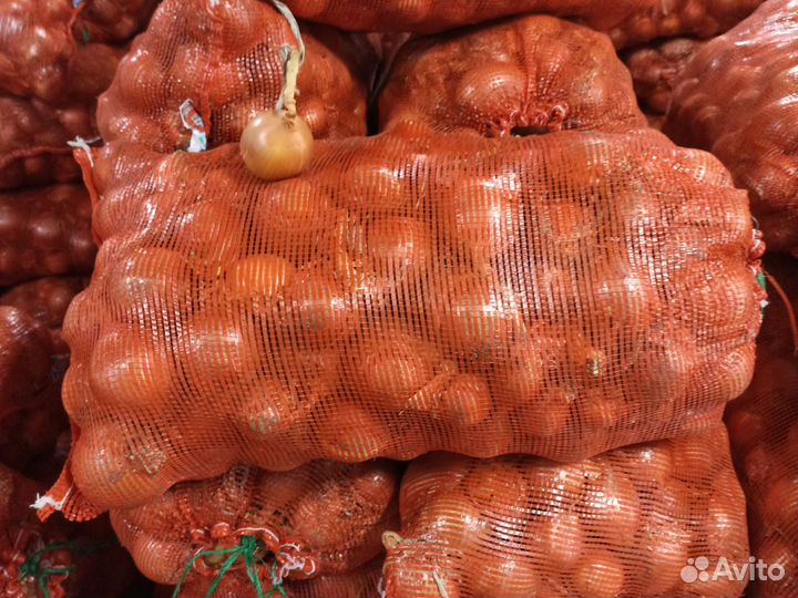 Лук репчатый продажа