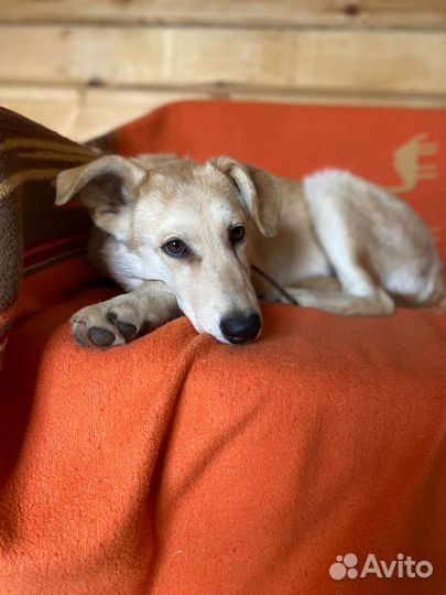 Собака в добрые руки