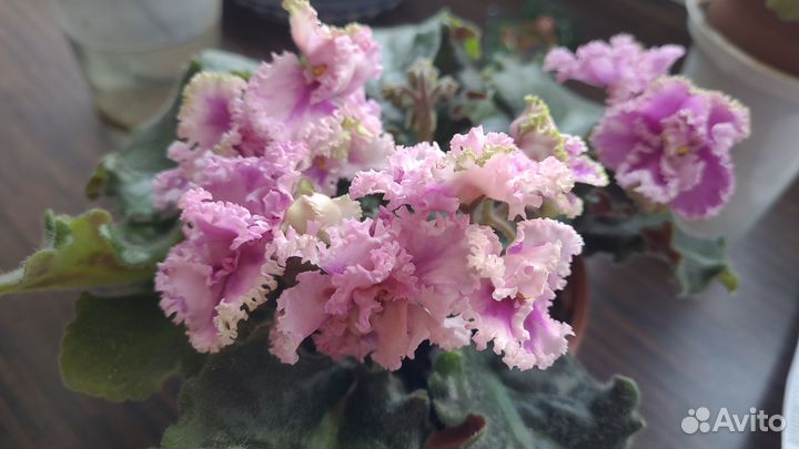 Комнатные цветы фиалки