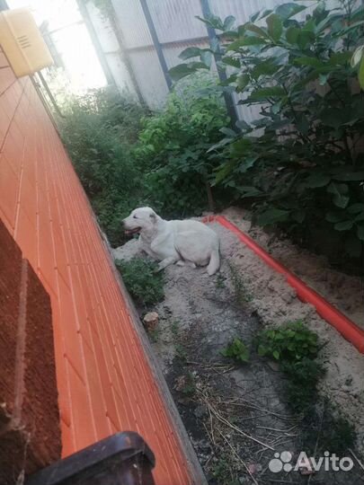 Собака потеряшка