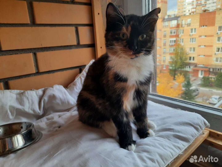 Молодая кошечка трехцветка