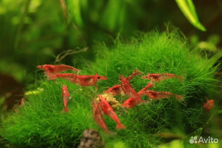 Креветка Неокаридина синяя, желтая, вишня