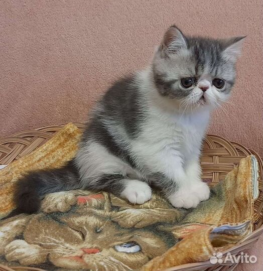 Экзотические короткошерстные котята