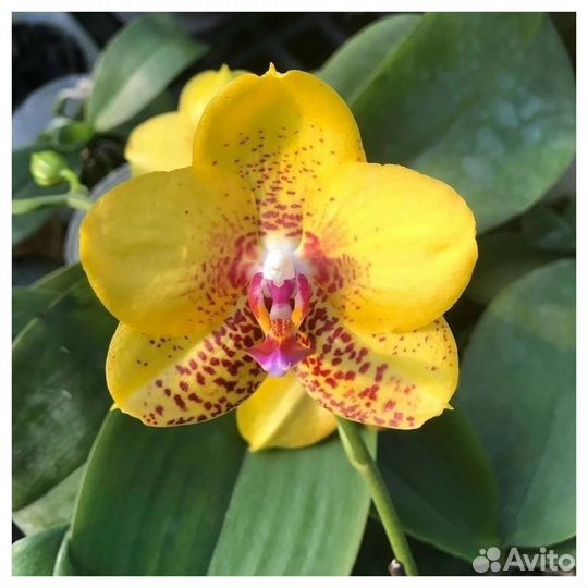 Орхидея фаленопсис Phal. Ark's Kaiulani воск