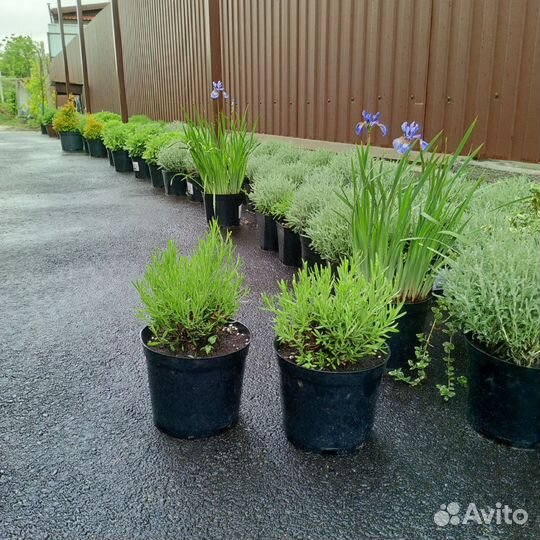 Лаванда, хоста, тысячелистник,ромашка, очиток