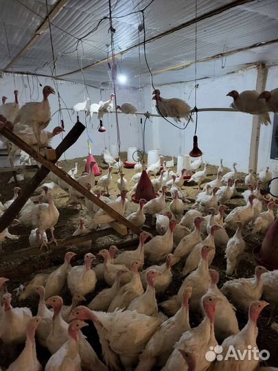 Индюки биг 6