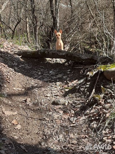 Вязка собак той терьеров