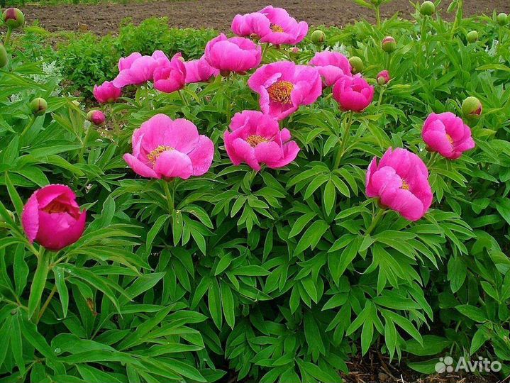 Марьин корень пион уклоняющийся саженцы зкс