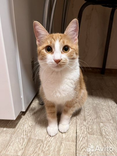 Кошка в дар бесплатно