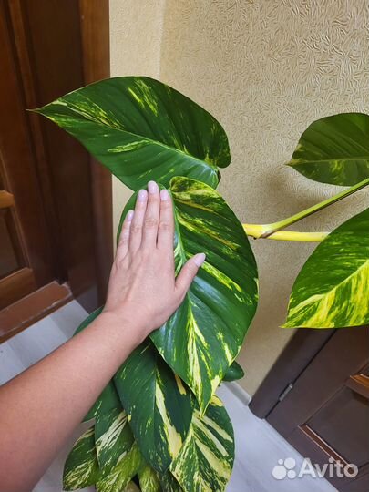 Epipremnum aureum 'Giganteum'