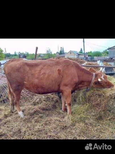 Коровы, нетель, телята