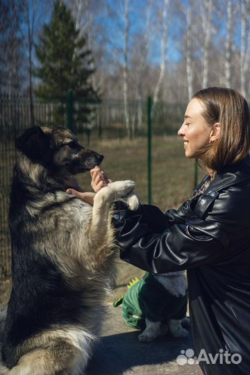 Специалист по поведению собак, кинолог