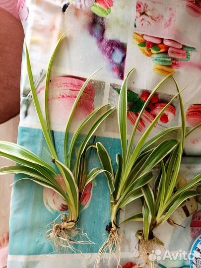 Хлорофитум