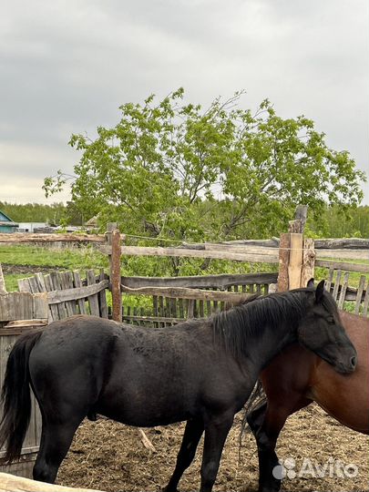 Продам жеребчиков