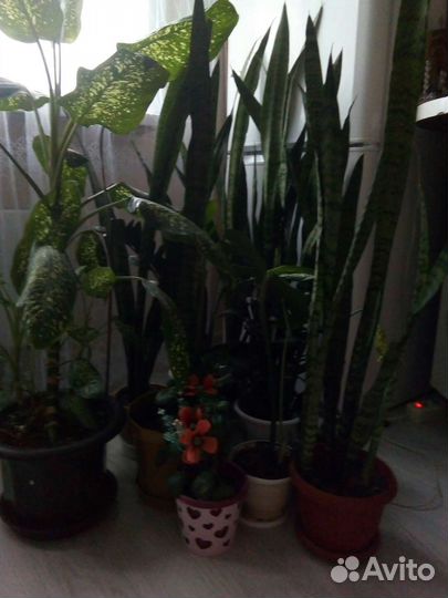 Диффенбахия рефлектор