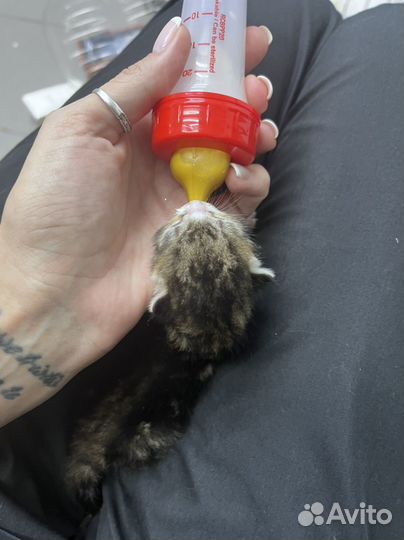 Выкорм, вскармливание котят