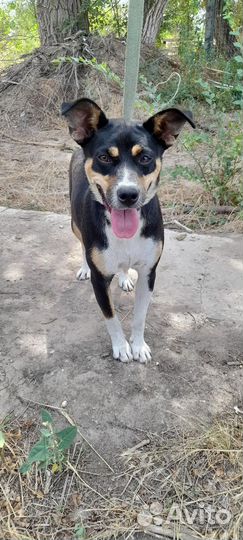 Собака в добрые руки