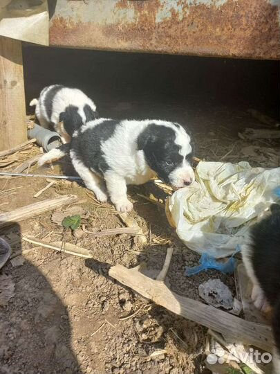 Щенки на свалке: вызван отлов