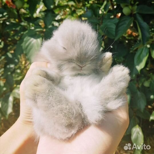 Декоративный кролик