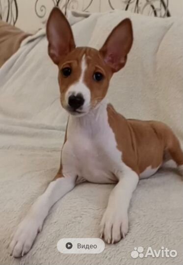 Щенки басенджи