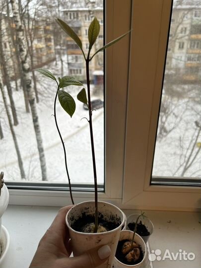 Манго авокадо деревца из косточки